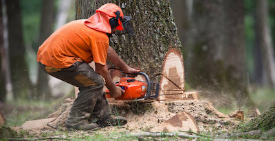 tree removal in Islip, NY